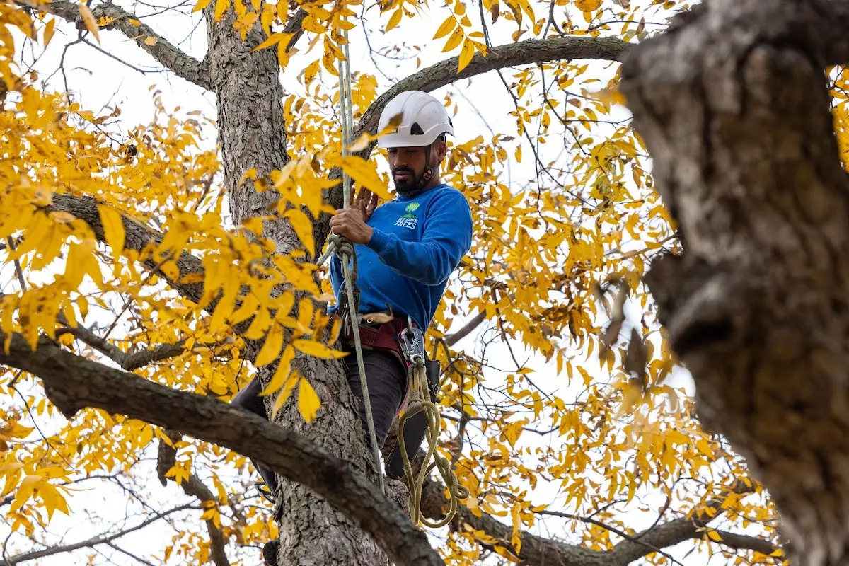 Skilled Tree Planing crew working in Garden City